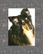 Ginger by Amy – In Memory of Pets