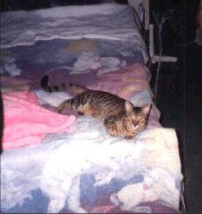 Tiger by Maria Elena Ramos – In Memory of Pets