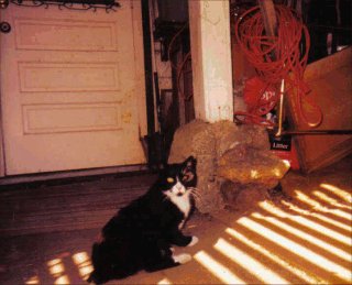 Snickers by Christina Lucero – In Memory of Pets