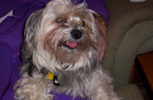 Chloe Bear by Annette / Mummy – In Memory of Pets