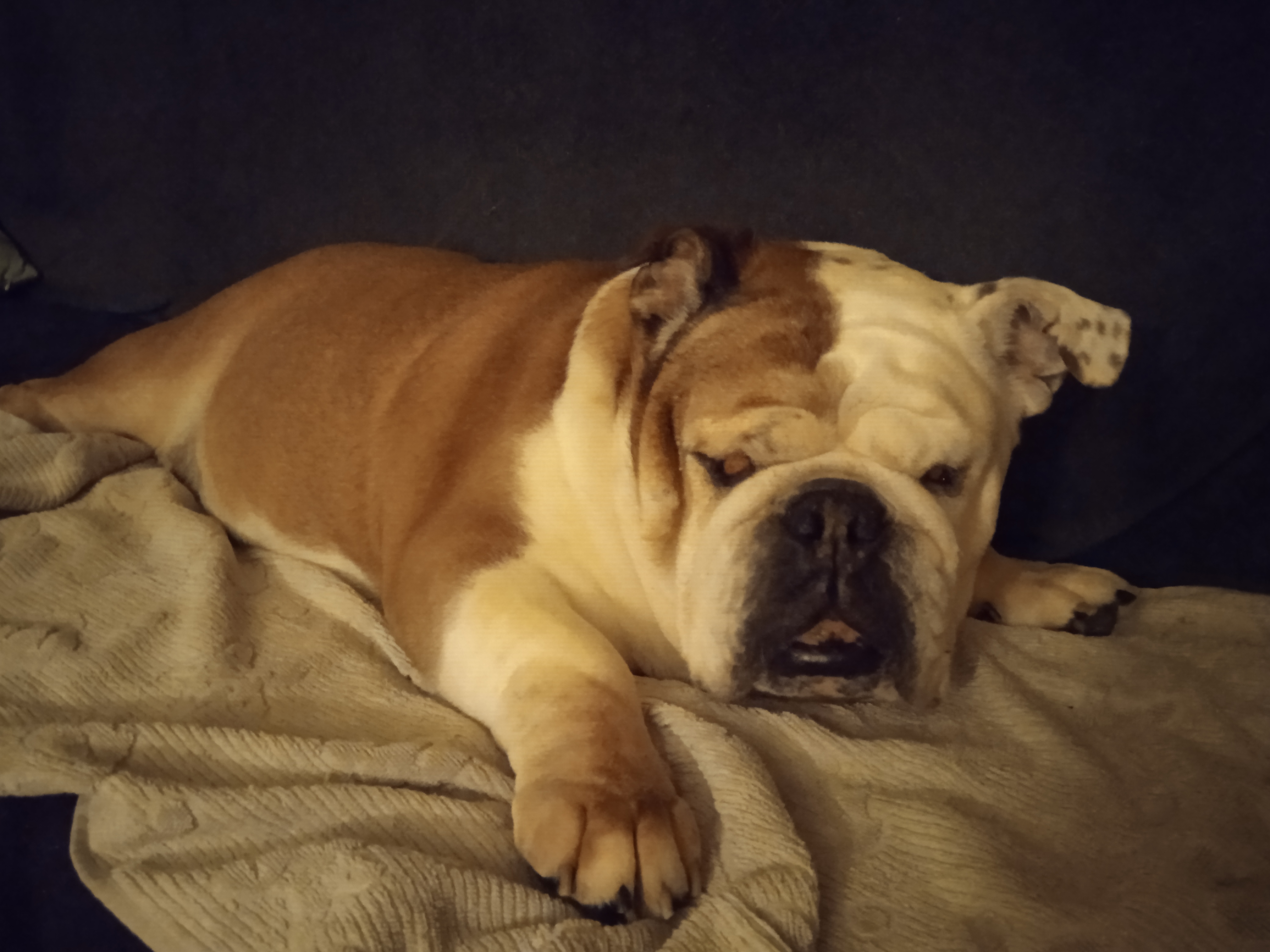 Hawaï English Bulldog